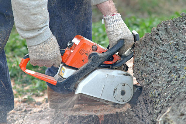 Best Utility Line Clearance  in Vamo, FL