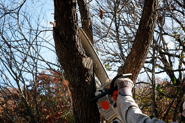 Best Seasonal Cleanup (Spring/Fall)  in Vamo, FL